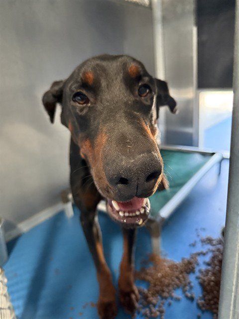 A170527 - Doberman Pinscher available for adoption