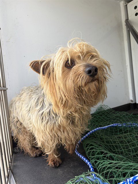 A168083 - Yorkshire Terrier Yorkie available for adoption