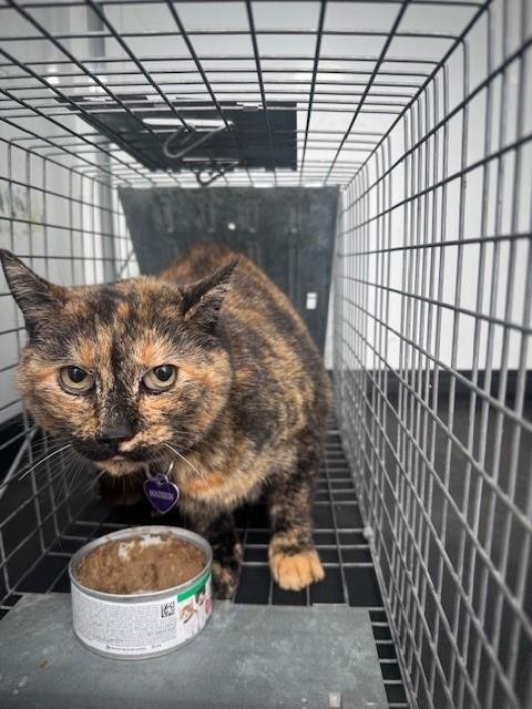 MADISON - Domestic Short Hair available for adoption