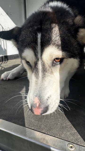 A165973 - Siberian Husky available for adoption