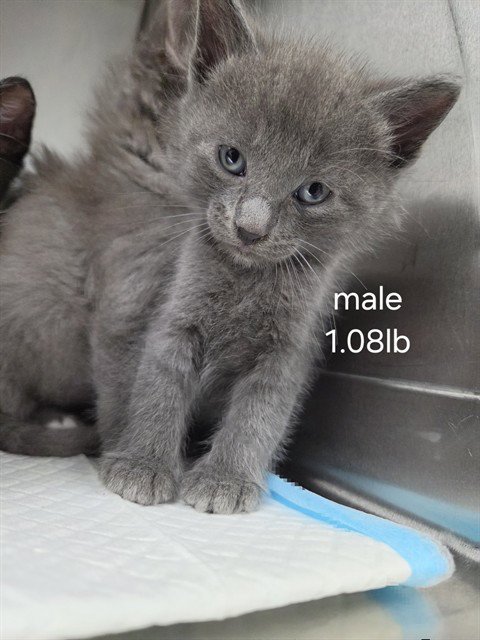 A168250 - Domestic Short Hair available for adoption