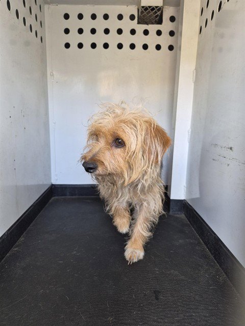 A168079 - Yorkshire Terrier Yorkie available for adoption