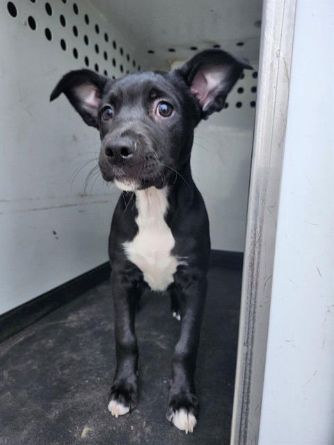 A166300 - Pit Bull Terrier available for adoption
