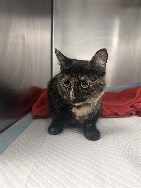 A168304 - Domestic Short Hair available for adoption