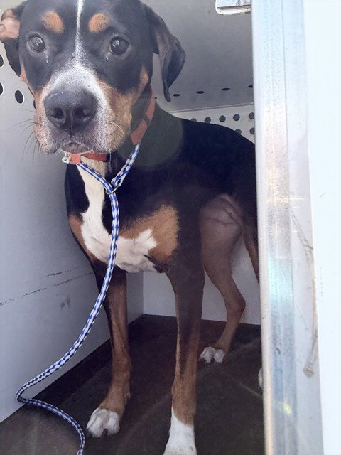 A168612 - Greater Swiss Mountain Dog available for adoption