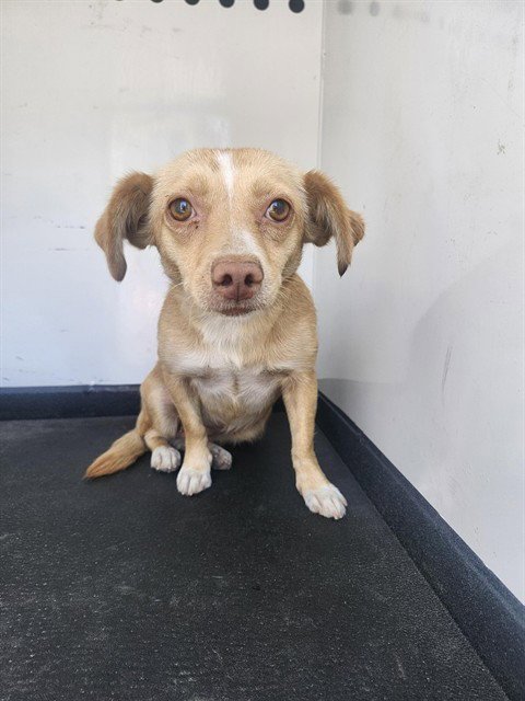 A169998 - Chihuahua available for adoption