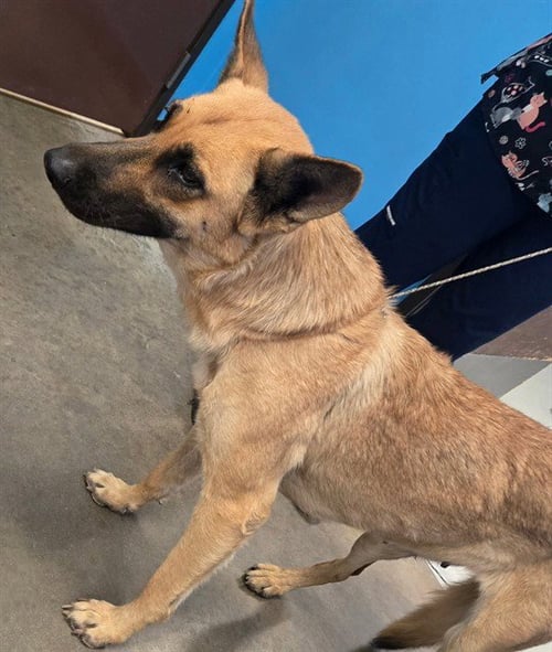A171089 - Belgian Shepherd Malinois available for adoption