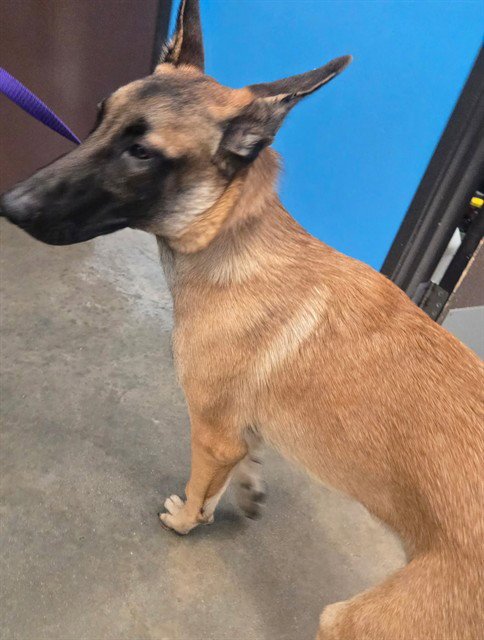 A170997 - Belgian Shepherd Malinois available for adoption