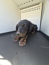 ROSIE - Photo 1