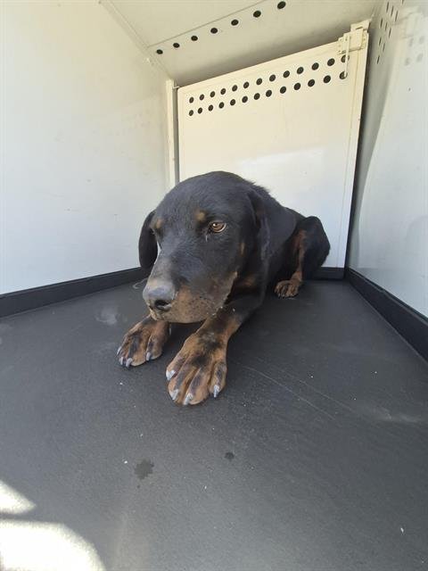 ROSIE - Rottweiler available for adoption