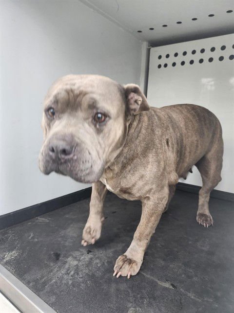 A165909 - Pit Bull Terrier available for adoption