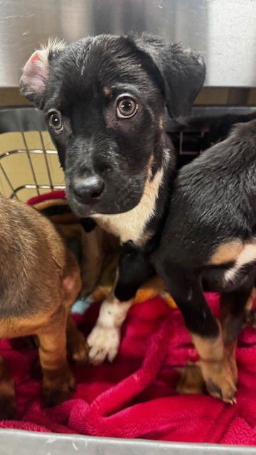 A166708 - German Shepherd Dog available for adoption