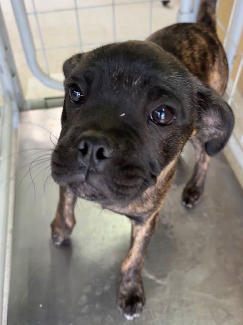ZEUS - Boxer available for adoption