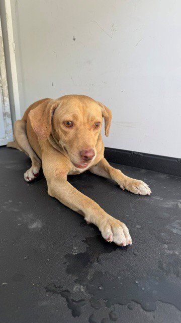 A170086 - Pit Bull Terrier available for adoption