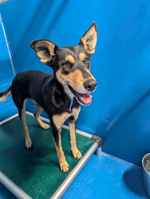 BONNIE - Australian Kelpie available for adoption