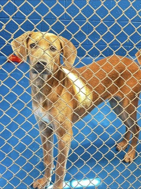 A170383 - Greyhound available for adoption