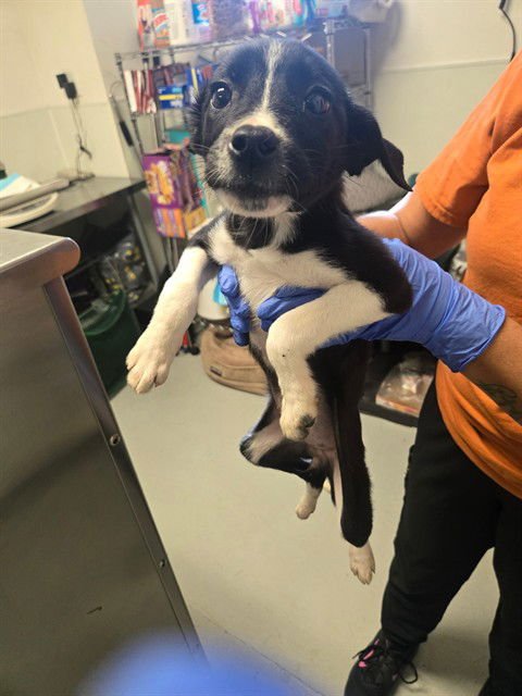 A166034 - Border Collie available for adoption