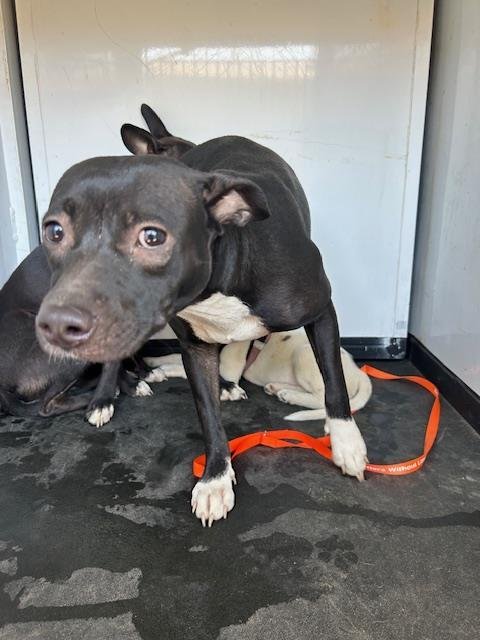 A170960 - Pit Bull Terrier available for adoption
