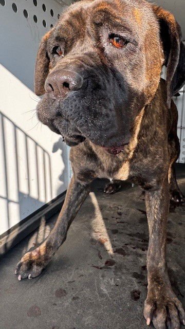 A166147 - Mastiff / Boxer available for adoption