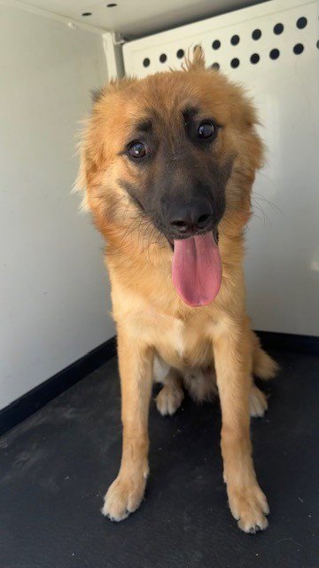 SIMEON - German Shepherd Dog available for adoption