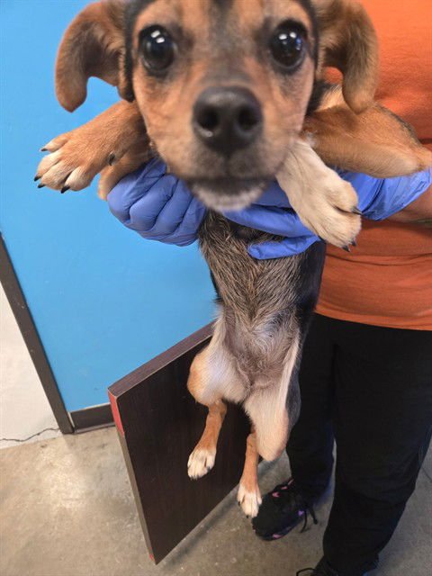 ZELDA - Chihuahua available for adoption