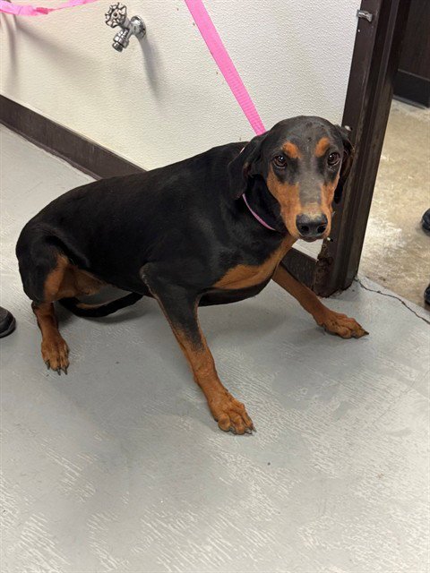 A167637 - Doberman Pinscher available for adoption