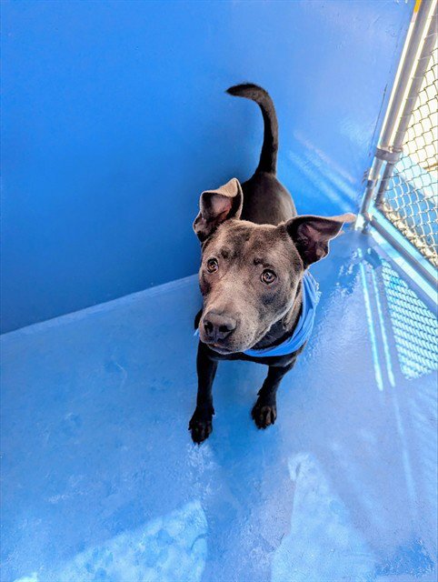 A170874 - Pit Bull Terrier available for adoption