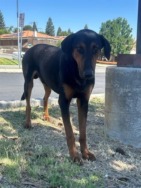 A169315 - Doberman Pinscher / Treeing Walker Coonhound available for adoption