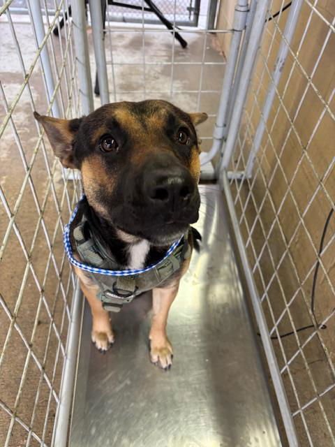 A166318 - German Shepherd Dog available for adoption