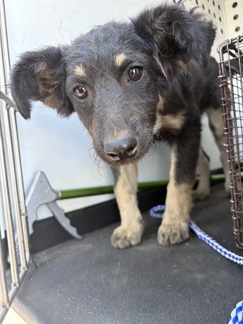 A170594 - German Shepherd Dog available for adoption