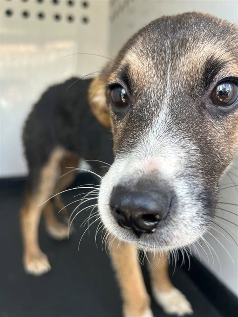 A170927 - German Shepherd Dog available for adoption