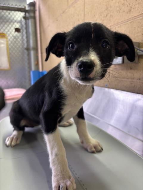 A164912 - Border Collie available for adoption