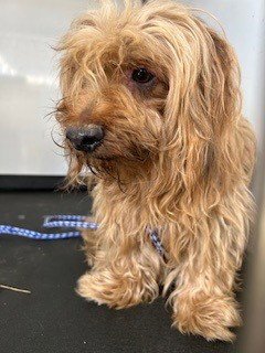 A168075 - Yorkshire Terrier Yorkie available for adoption