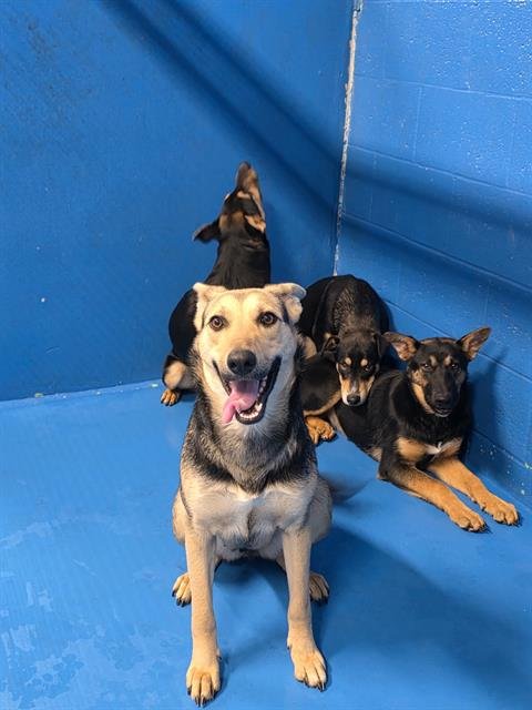 A165604 - German Shepherd Dog available for adoption