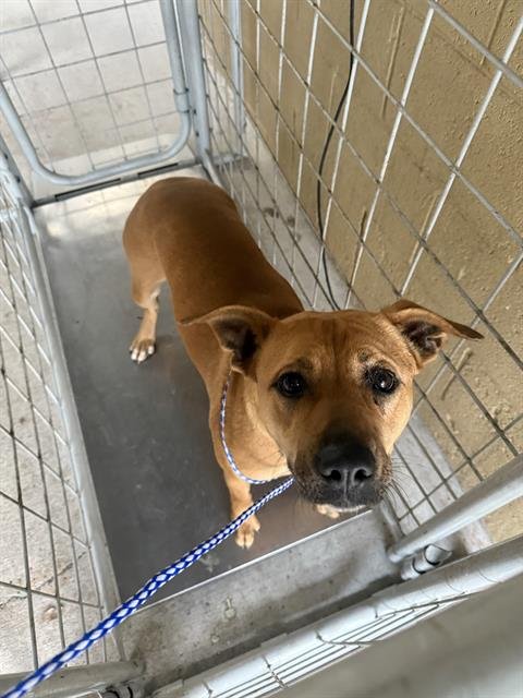 FELICITY - Pit Bull Terrier available for adoption