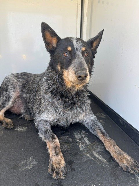 A169835 - Queensland Heeler available for adoption