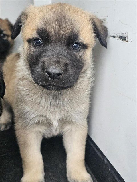 A166352 - German Shepherd Dog available for adoption