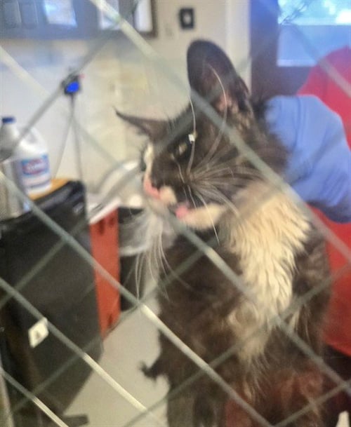A168208 - Domestic Short Hair for adoption in Bakersfield