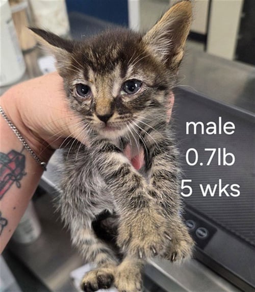 A169274 - Domestic Short Hair available for adoption