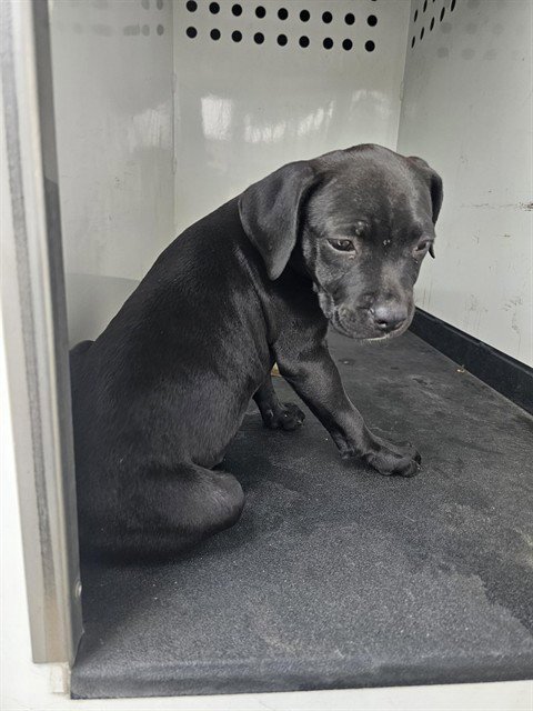PUPPUP - Labrador Retriever available for adoption