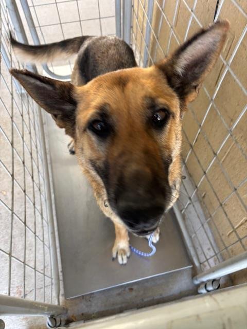 A168014 - German Shepherd Dog available for adoption