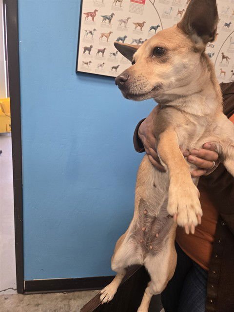 A167057 - Chihuahua available for adoption