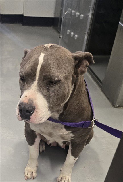 A168151 - Pit Bull Terrier available for adoption
