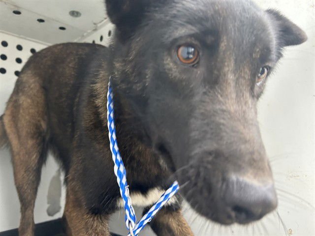 A166394 - Belgian Shepherd Malinois available for adoption
