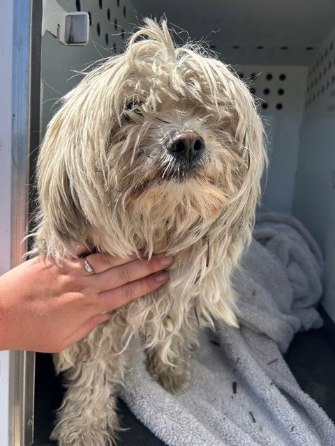 517674 - Poodle (Miniature) available for adoption