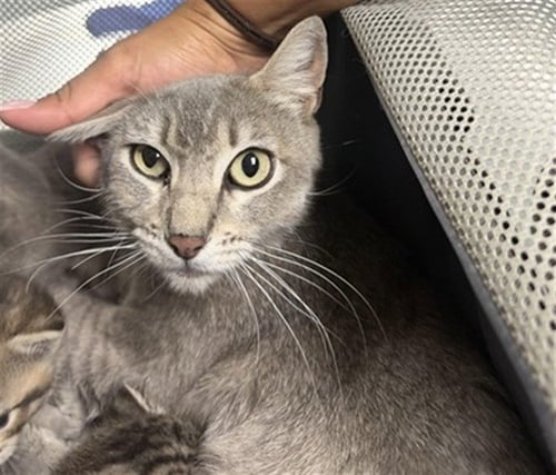 A169099 - Domestic Short Hair for adoption in Bakersfield