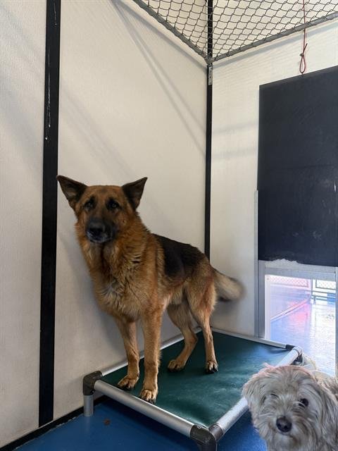 A166849 - German Shepherd Dog available for adoption