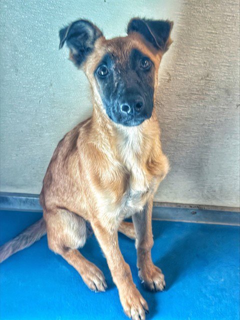 A171166 - Belgian Shepherd Malinois available for adoption