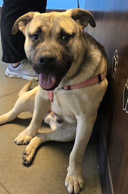 A163970 - German Shepherd Dog available for adoption