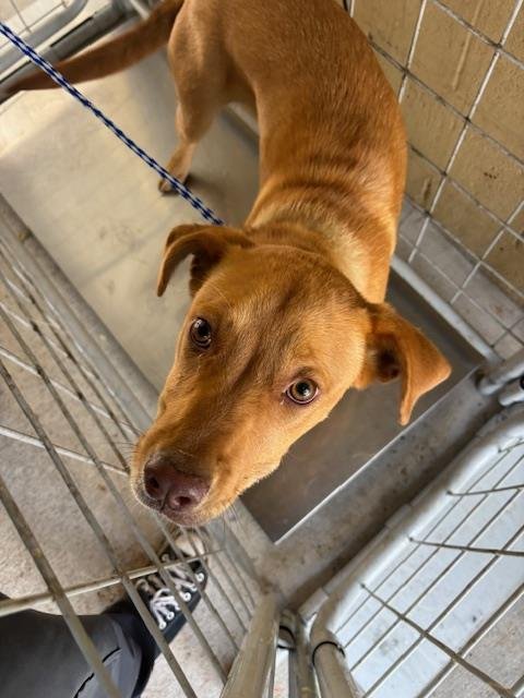 A167953 - Pit Bull Terrier available for adoption